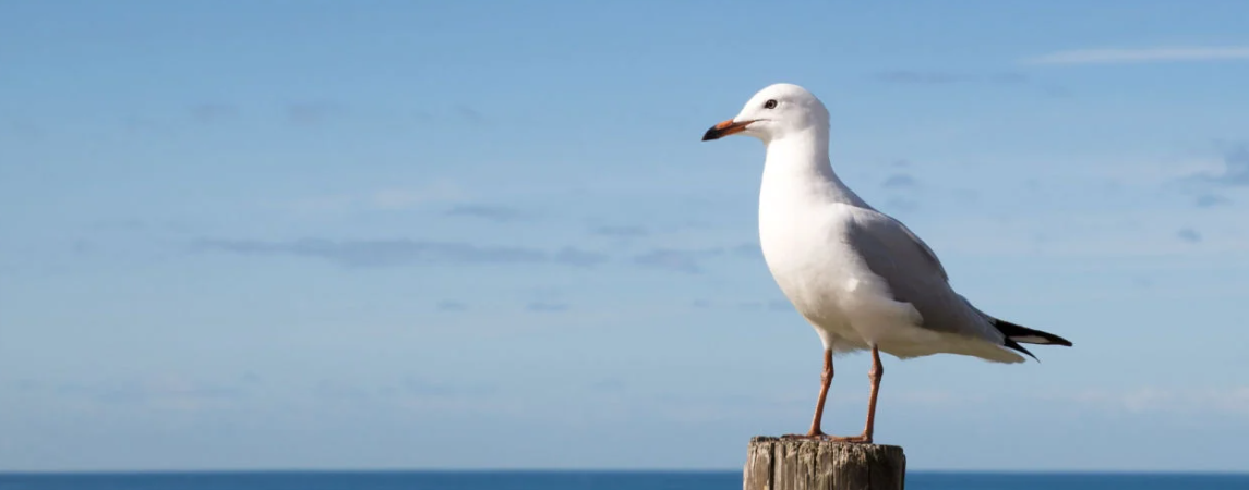 Antarktika'da ilk kuş gribi vakası görüldü, bilim insanları doğruladı