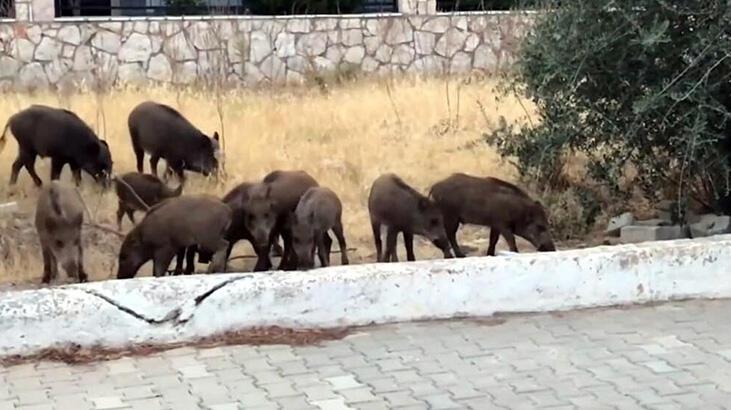 Didim'e inen domuzlar sitelerin bahçelerinde yiyecek aradı