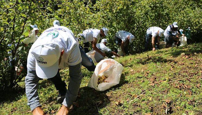 Fındık işçisinin yevmiyesi belli oldu