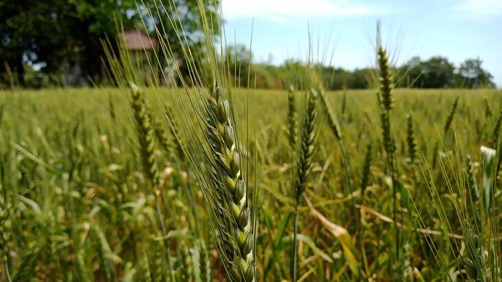 Hububat desteğinde son müracaat tarihi 16 Eylül