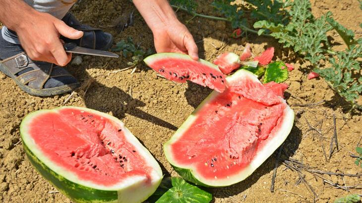 Turizm merkezinde üretilen karpuz Diyarbakır ve Adana'ya rakip oldu